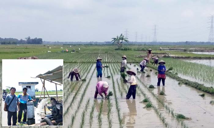 Pemanfaatan Lahan Bera, PJ Upsus Kebumen Maksimalkan Potensi 13.011 Hektar